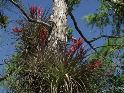 Bromelliad species - these were in almost every large tree in the Fakahatchee and surrounds. The bloom spike is over 12 long.