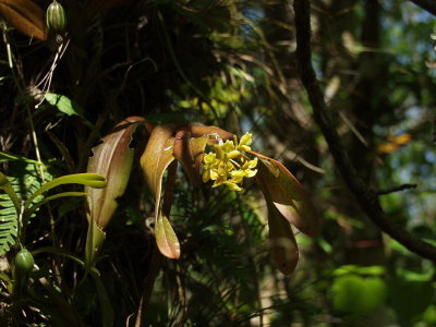 Epidendrum anceps - called the 'dingy epidendrum'. Note seed capsule at top left of photo