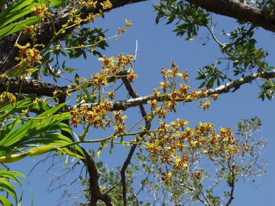 Cyrtopodium punctatum - this spike was at least 4 feet above our heads