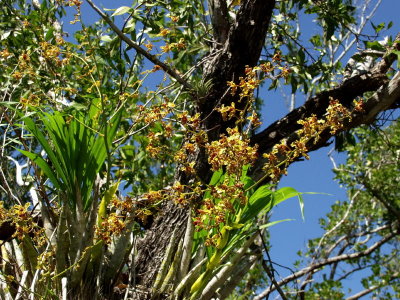 Cyrtopodium punctatum - same group a bit closer