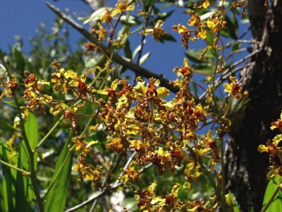 Cyrtopodium punctatum - just a portion of a single spike of flowers