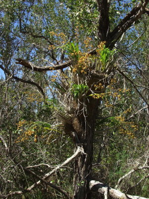 Cyrtopodium punctatum - cowhorn orchid or cigar orchid named for the shape of its pseudobulbs - a large number of plants