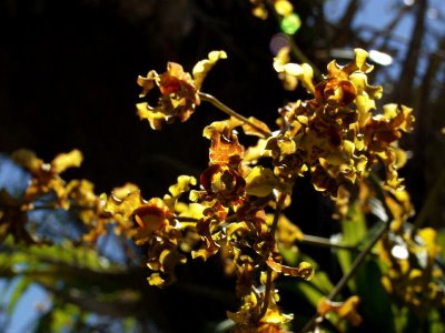 Cyrtopodium punctatum - closeup and backlit