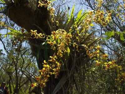 Cyrtopodium punctatum - same group a bit closer still