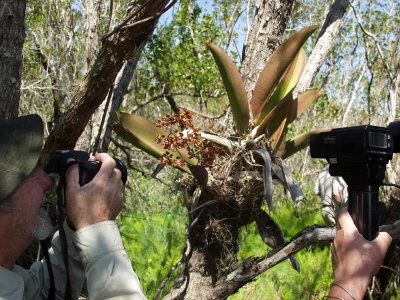 Trichocentrum luridum - mule-eared orchid - note the large leaves that resemble mule's ears