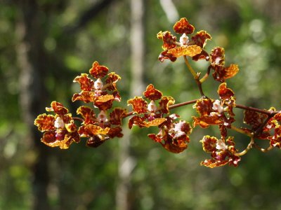 Trichocentrum luridum - backlit by the sun