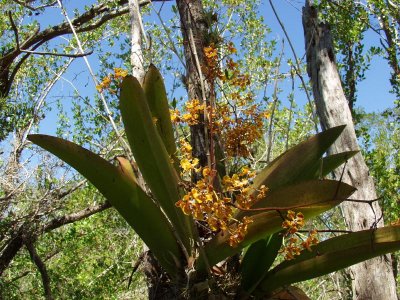 Trichocentrum luridum - a much larger plant with several large spikes