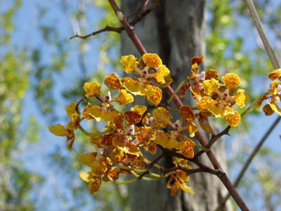 Trichocentrum luridum - note the color different from the flowers of the previous plant