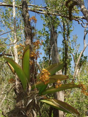 Trichocentrum luridum - full shot of the plant and all of its flower spikes