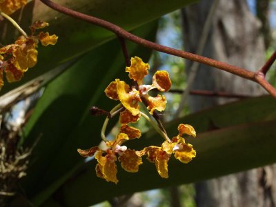 Trichocentrum luridum - closeup
