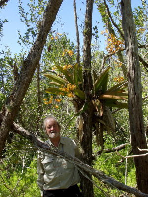Trichocentrum luridum - my Brit friend, Graham Giles, adding a bit of scale to the photo