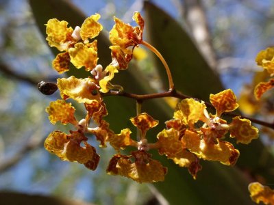 Trichocentrum luridum - a bit closer