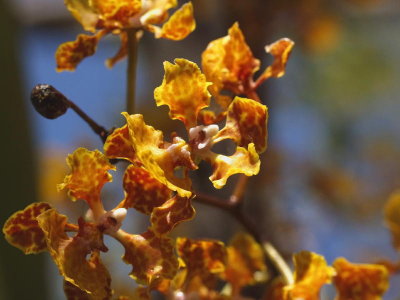 Trichocentrum luridum - closeup