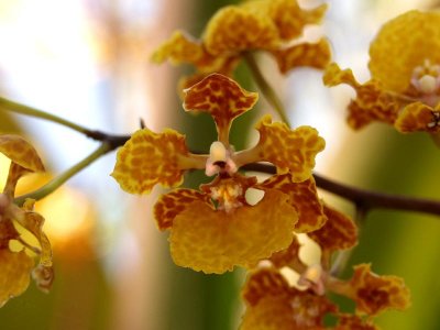 Trichocentrum luridum - very close