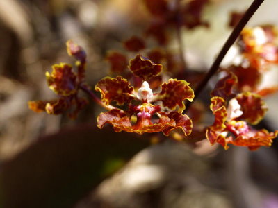 Trichocentrum luridum - closeup
