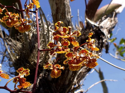 Trichocentrum luridum - note the darker overall color