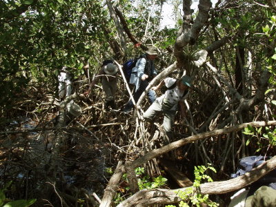 Part of the group leaving the Coot Bay Prairie - crawling over mangrove roots next to a smelly, stagnant canal