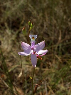 Calopogon tuberosus var. simpsonii - Simpson's grass-pink