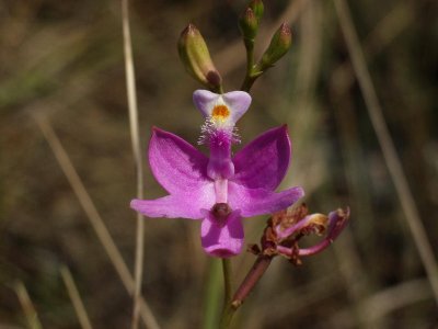 Calopogon tuberosus var. simpsonii - darker form