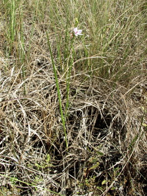 Calopogon tuberosus var. simpsonii - note narrow, inrolled leaf - not flat as in C. tuberosus var. tuberosus