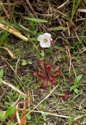 Drosera brevifolia in bloom. Rosette of leaves about the diameter of a nickle.