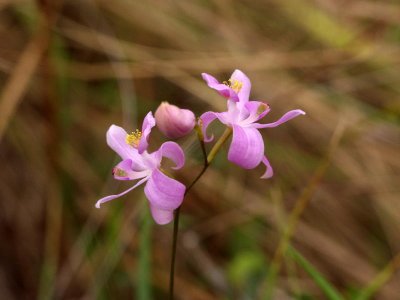Unusual Calopogon barbatus with recurved sepals like C. pallidus or C. oklahomensis
