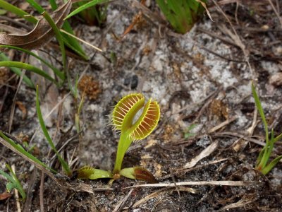 Venus flytrap double trap - how fortunate to find this one