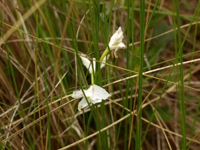 David's white C. barbatus - slightly past peak bloom ;-))  Maybe next year...