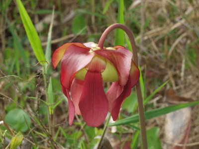 S. xcatesbaei flower (S. purpurea x S. flava). Note shape of S. flava, but mixed color of both parents
