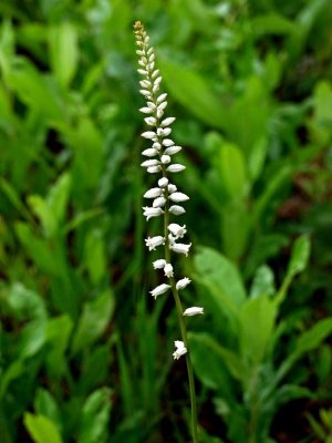 Aletris farinosa (colic root) - already in bloom in the FM but not in the Green Swamp