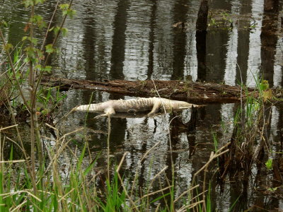 Dead gator beside road - probably got hit by a car and died in the water - about 6' long