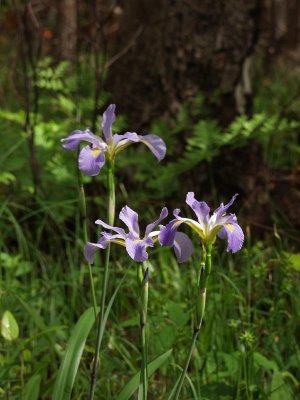 Iris virginica - finally got a good shot of this one