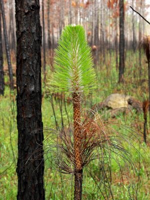 Longleaf pine sprouting after a winter burn
