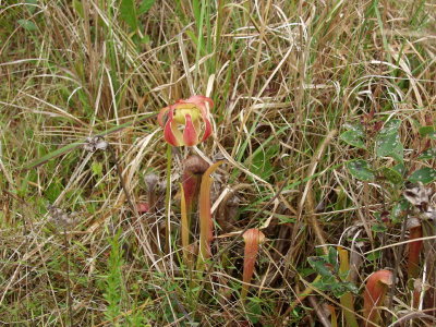 S. xrehderi (S. rubra x S. minor)