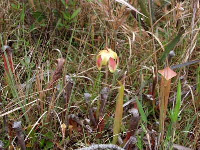 S. xrehderi (S. rubra x S. minor)