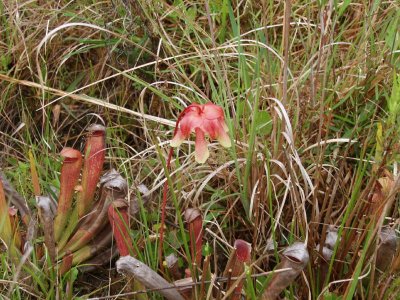 S. xrehderi (S. rubra x S. minor)