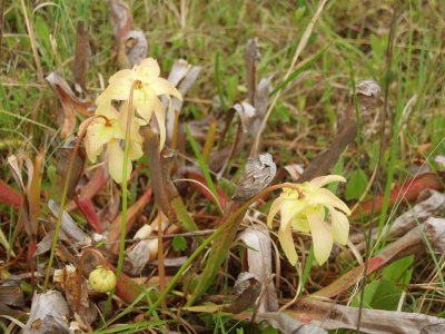 S. xrehderi (S. rubra x S. minor) - note light peachy color