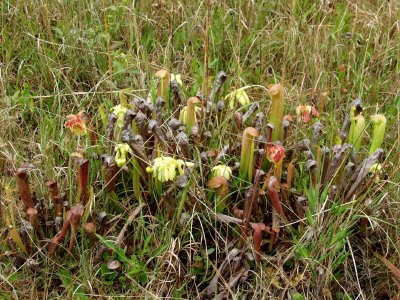 S. xrehderi (S. rubra x S. minor) - what a combination!