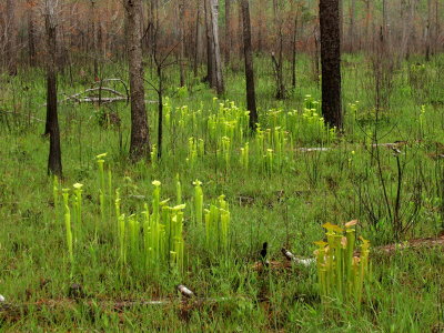 Mixed S. flava group after a winter burn