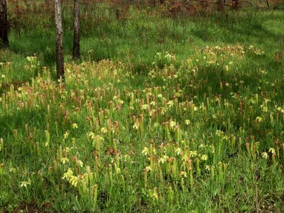 Huge S. minor group in glorious full bloom