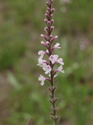 Stylodon carneum (Carolina vervain)