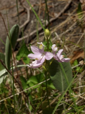 Calopogon tuberosus - unusual, light pink flowers