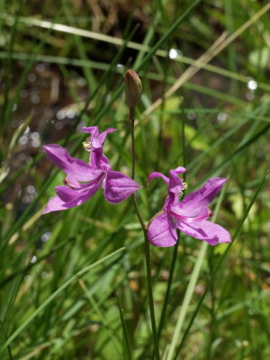 Calopogon tuberosus - note reflexed lateral sepals - unusual