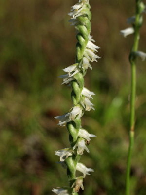 Spiranthes vernalis in highway median