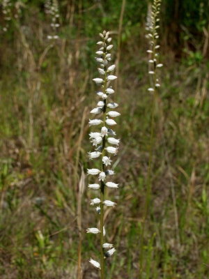 Aletris farinosa  - colic root - often mistaken (at a distance) for a Spiranthes species