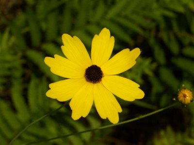 Coreopsis leavenworthii - Florida's state wildflower