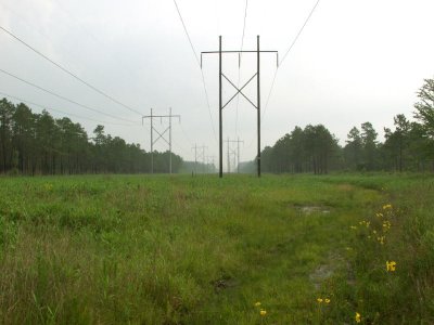 Powerline cut near B. W. Wells Savannah in early morning mist
