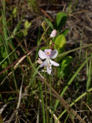 Calopogon pallidus - a few of them were still in bloom on the roadside