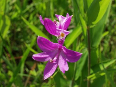 Calopogon tuberosus