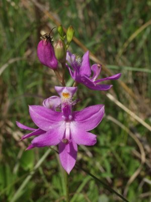 Calopogon tuberosus